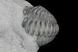 Double Flexicalymene Trilobite Plate from Ohio #74728-4